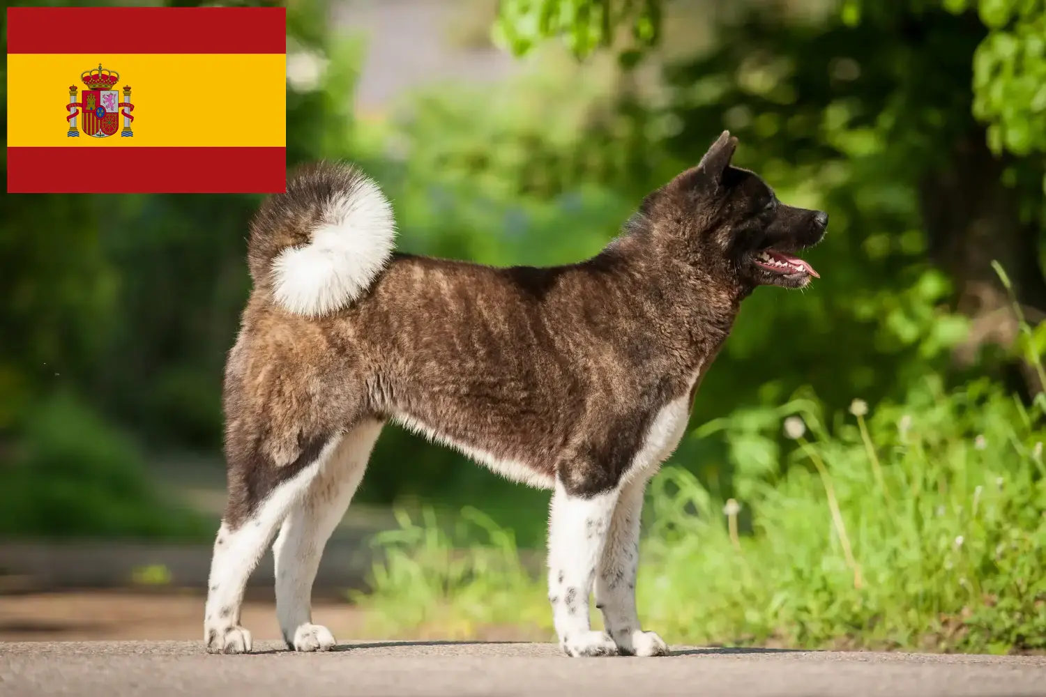 Read more about the article Akita-opdrættere og hvalpe i Spanien