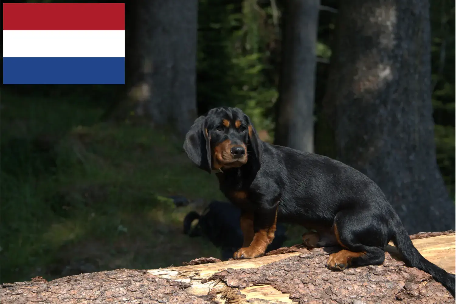 Read more about the article Alpine Dachsbracke opdrættere og hvalpe i Holland