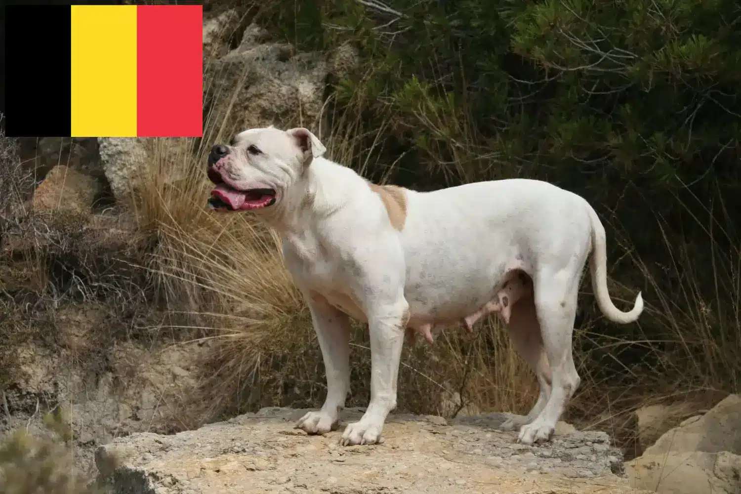 Read more about the article Amerikansk Bulldog opdrættere og hvalpe i Belgien