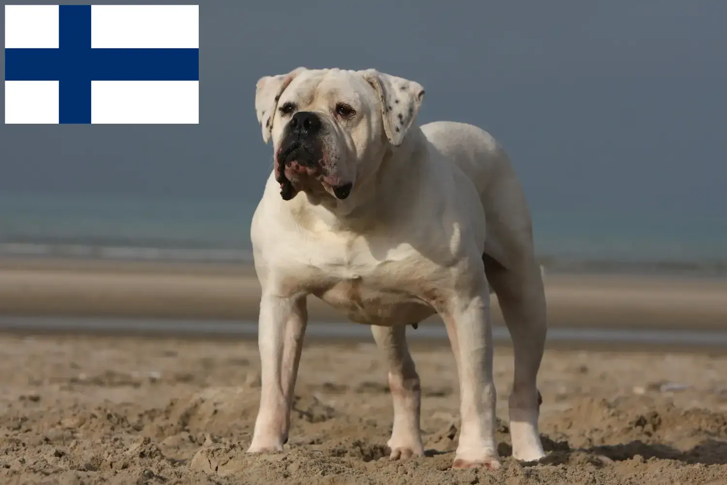 Read more about the article Amerikansk Bulldog opdrættere og hvalpe i Finland