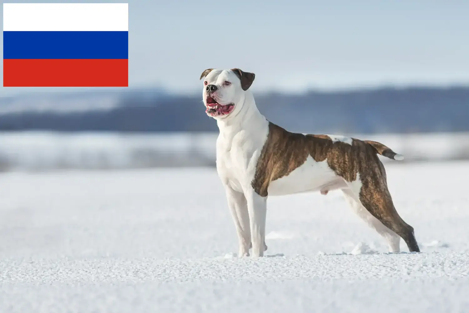 Read more about the article Amerikansk Bulldog opdrættere og hvalpe i Rusland