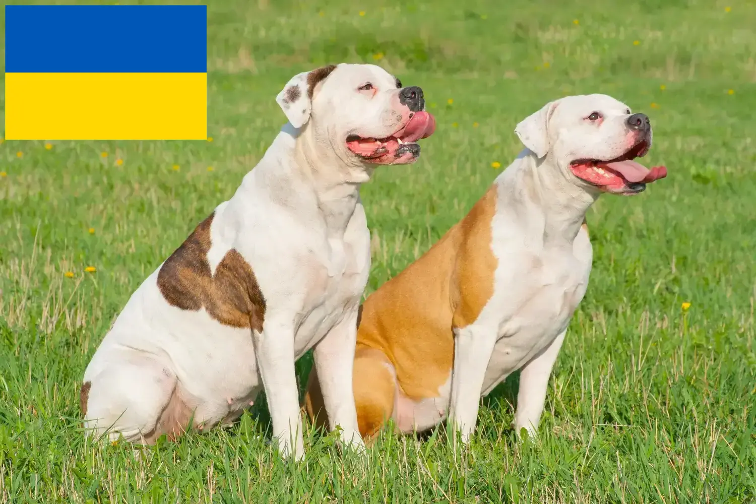 Read more about the article Opdrættere af amerikanske bulldogs og hvalpe i Ukraine