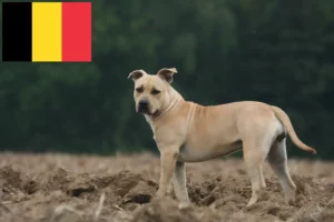 Read more about the article Amerikansk Staffordshire Terrier opdrættere og hvalpe i Belgien