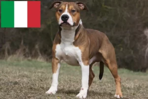 Read more about the article Amerikansk Staffordshire Terrier opdrættere og hvalpe i Italien