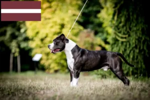 Read more about the article Amerikansk Staffordshire Terrier opdrættere og hvalpe i Letland