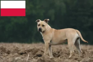 Read more about the article Amerikansk Staffordshire Terrier opdrættere og hvalpe i Polen