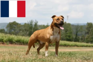 Read more about the article Amerikansk Staffordshire Terrier opdrættere og hvalpe i Réunion