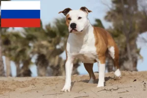 Read more about the article Amerikansk Staffordshire Terrier opdrættere og hvalpe i Rusland