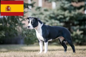 Read more about the article Amerikansk Staffordshire Terrier opdrættere og hvalpe i Spanien