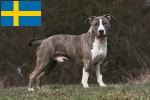 Read more about the article Amerikansk Staffordshire Terrier opdrættere og hvalpe i Sverige