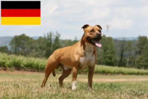 Read more about the article Amerikansk Staffordshire Terrier opdrættere og hvalpe i Tyskland