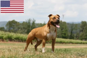 Read more about the article Amerikansk Staffordshire Terrier opdrættere og hvalpe i USA