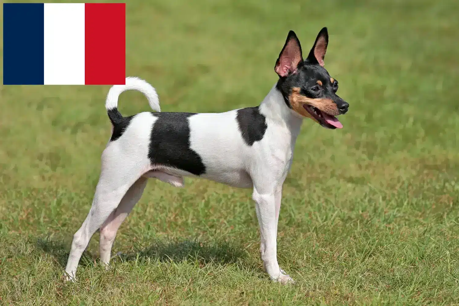 Read more about the article Amerikansk Toy Terrier opdrættere og hvalpe i Frankrig