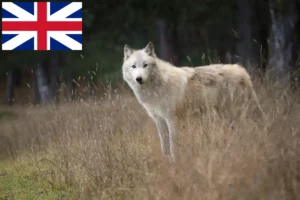 Read more about the article American Wolfhound-opdrættere og hvalpe i Storbritannien