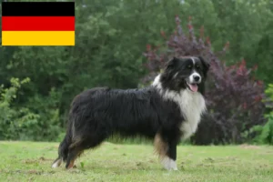 Read more about the article Australian Shepherd-opdrættere og hvalpe i Tyskland