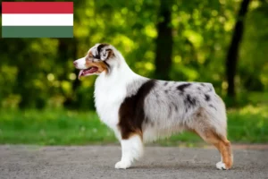 Read more about the article Australian Shepherd-opdrættere og hvalpe i Ungarn