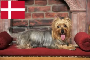 Read more about the article Australian Silky Terrier opdrættere og hvalpe i Danmark