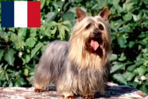 Read more about the article Opdrættere og hvalpe af australsk silky terrier i Frankrig