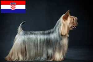 Read more about the article Opdrættere og hvalpe af australsk silky terrier i Kroatien