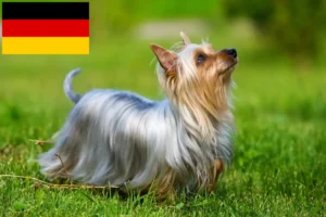 Read more about the article Opdrættere og hvalpe af australsk silky terrier i Tyskland