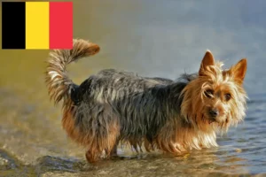 Read more about the article Opdrættere og hvalpe af australsk terrier i Belgien