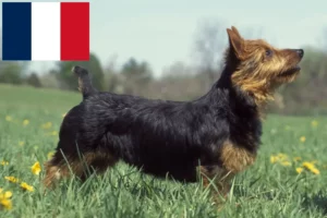 Read more about the article Opdrættere og hvalpe af australsk terrier i Frankrig