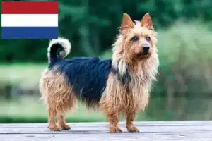 Read more about the article Australian Terrier-opdrættere og hvalpe i Holland