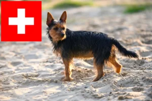 Read more about the article Australian Terrier opdrættere og hvalpe i Schweiz