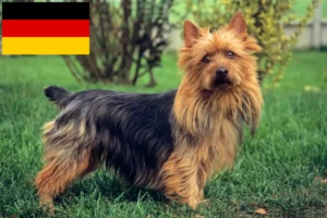 Read more about the article Opdrættere og hvalpe af australsk terrier i Tyskland