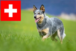 Read more about the article Australian Cattle Dog opdrættere og hvalpe i Schweiz