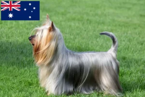 Read more about the article Australian Silky Terrier opdrættere og hvalpe i Australien