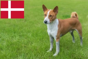 Read more about the article Basenji-opdrættere og hvalpe i Danmark