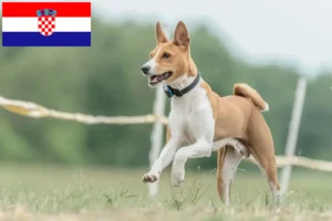 Read more about the article Basenji-opdrættere og hvalpe i Kroatien