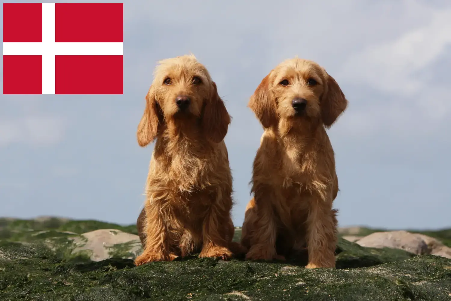 Read more about the article Basset fauve de Bretagne opdrættere og hvalpe i Danmark