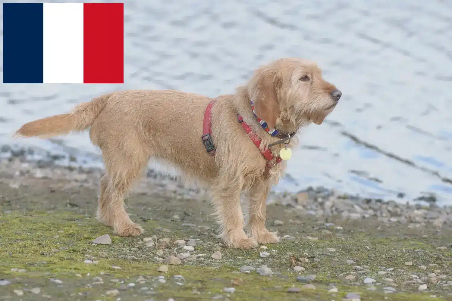 Read more about the article Basset fauve de Bretagne opdrættere og hvalpe i Frankrig