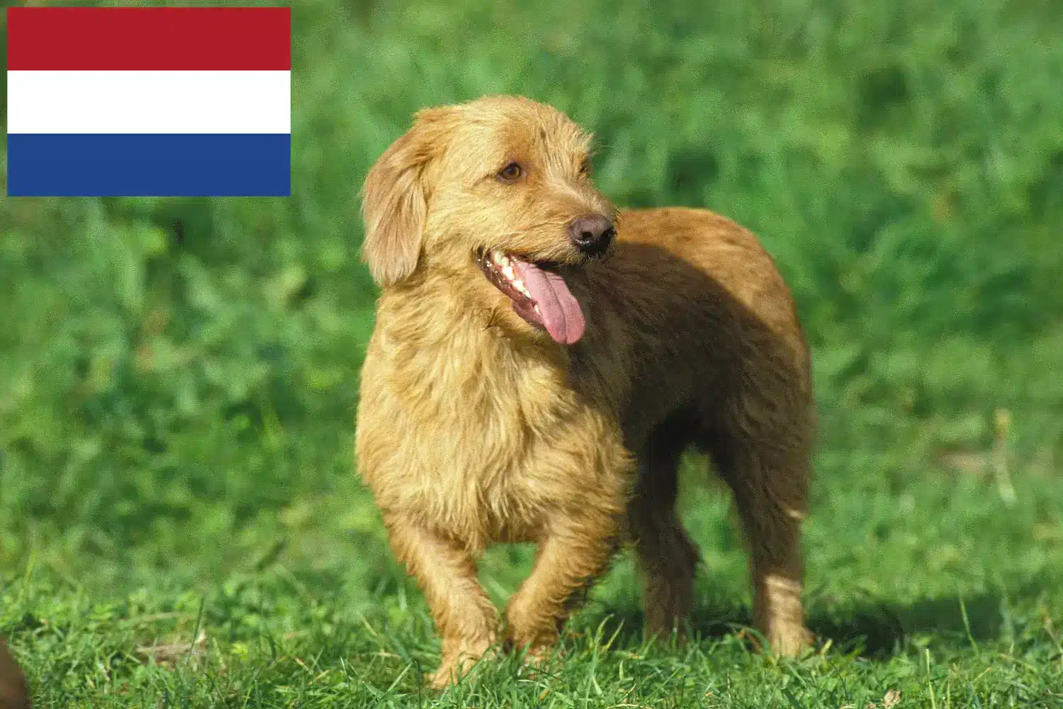 Read more about the article Basset fauve de Bretagne opdrættere og hvalpe i Holland