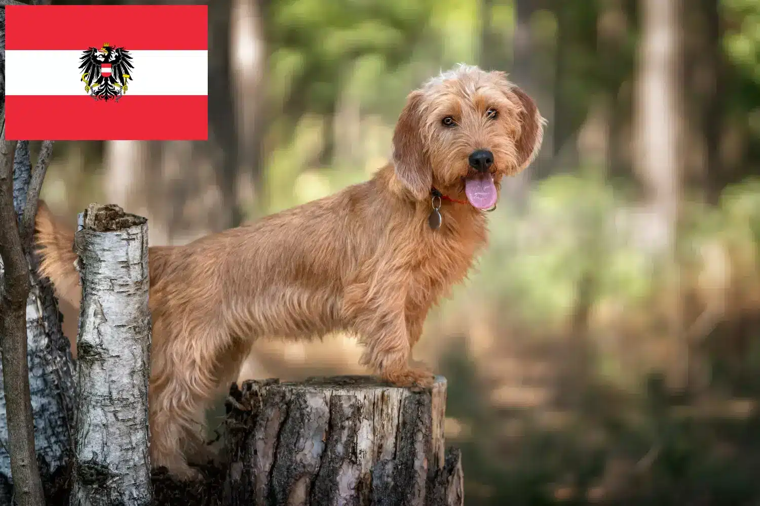 Read more about the article Basset fauve de Bretagne opdrættere og hvalpe i Østrig