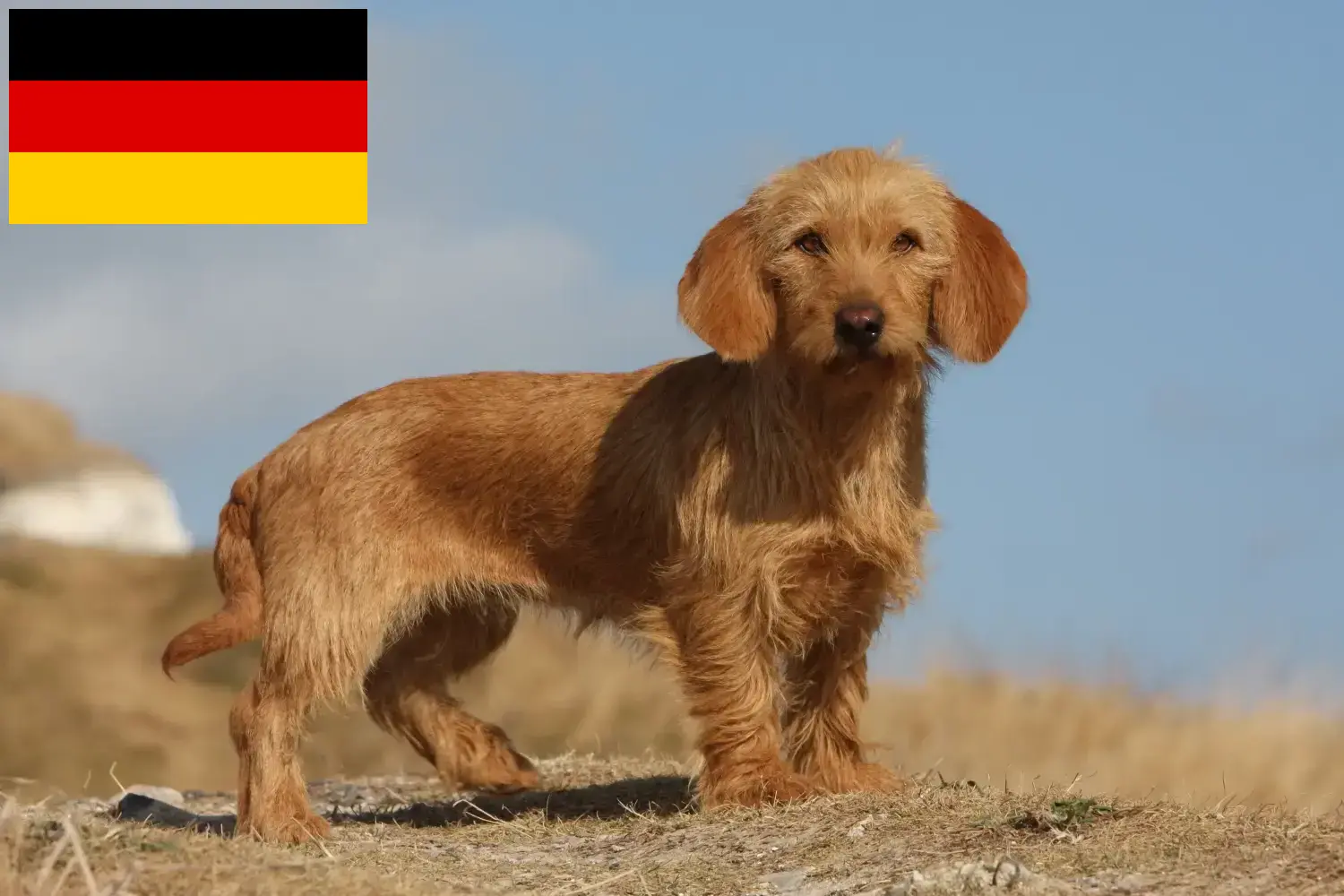 Read more about the article Basset fauve de Bretagne opdrættere og hvalpe i Tyskland