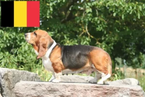 Read more about the article Basset Hound opdrættere og hvalpe i Belgien