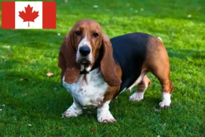 Read more about the article Basset Hound opdrættere og hvalpe i Canada