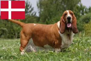 Read more about the article Basset Hound opdrættere og hvalpe i Danmark