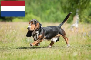 Read more about the article Basset Hound-opdrættere og hvalpe i Holland