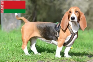 Read more about the article Basset Hound-opdrættere og hvalpe i Hviderusland