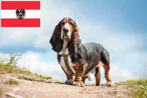 Read more about the article Basset Hound opdrættere og hvalpe i Østrig