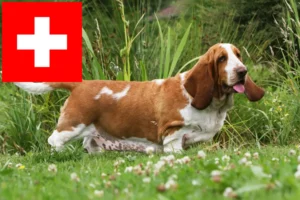 Read more about the article Basset Hound-opdrættere og hvalpe i Schweiz