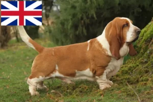 Read more about the article Basset Hound opdrættere og hvalpe i Storbritannien