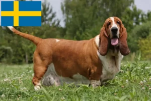 Read more about the article Basset Hound opdrættere og hvalpe i Sverige