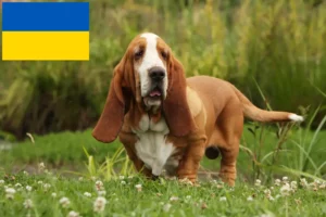 Read more about the article Basset Hound opdrættere og hvalpe i Ukraine