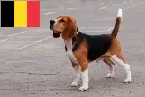 Read more about the article Beagle-opdrættere og hvalpe i Belgien