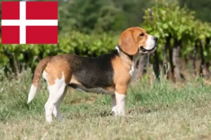 Read more about the article Beagle-opdrættere og hvalpe i Danmark